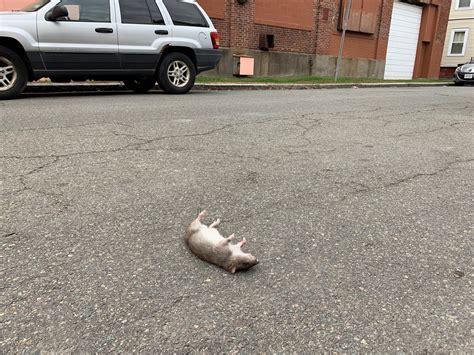 Perry Park Neighbors