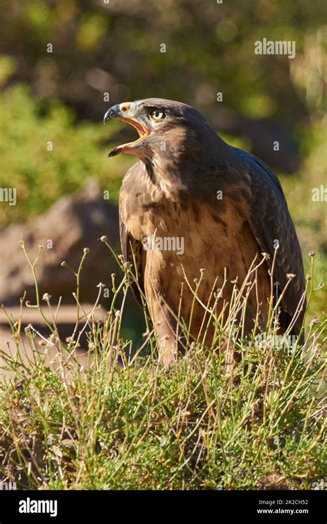 Dont Take Another Step Shot Of A Majestic Bird Of Prey Stock Photo Alamy