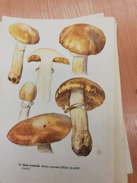 Mushroom Reference