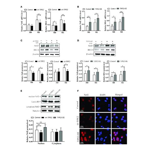 TIPE2 Promotes Nrf2 HO 1 Signaling Pathway Activation A B