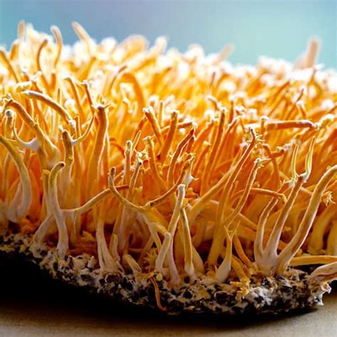 Growing Cordyceps Militaris