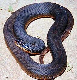 Non-Venomous Snakes in Florida: Florida Snakes