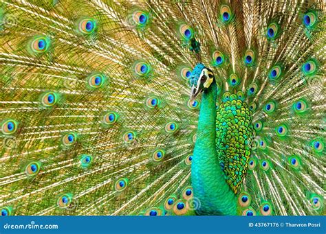 Portrait Of Beautiful Peacock With Feathers Out Stock Photo Image Of