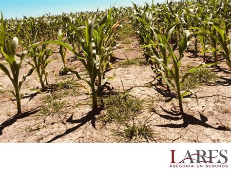 Seguros Para El Cultivo Lares La Sequía Es Un Fenómeno Climático Que Puede Provocar Grandes