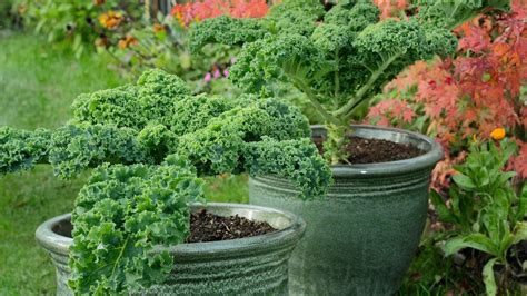 How To Grow Kale In Pots Expert Tips For Great Harvests Homes Gardens