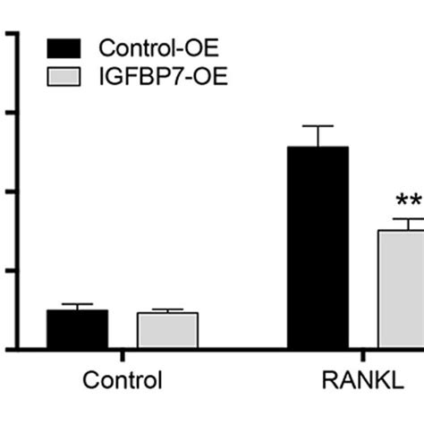 Effects Of Igfbp On Ranklinduced Activation Of Nf B In Raw