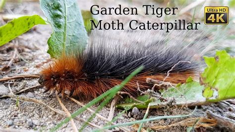 Garden Tiger Moth Life Cycle | Garden