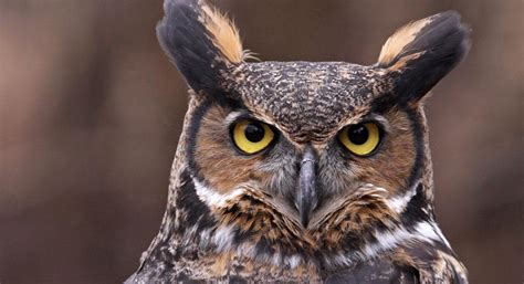 Owl Prowl Tips Shavers Creek Environmental Center