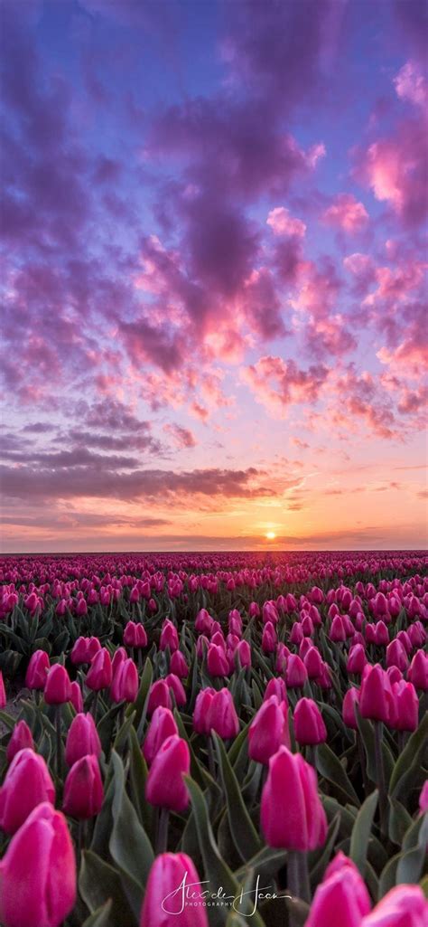 Tulip Fields Wallpapers Top Free Tulip Fields Backgrounds Wallpaperaccess