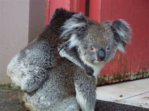 Southern Koala And Joey Longleat Zoochat