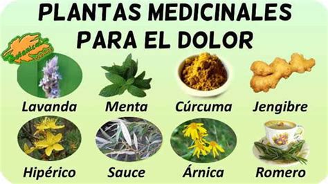 Plantas Medicinales Y Para Que Sirven