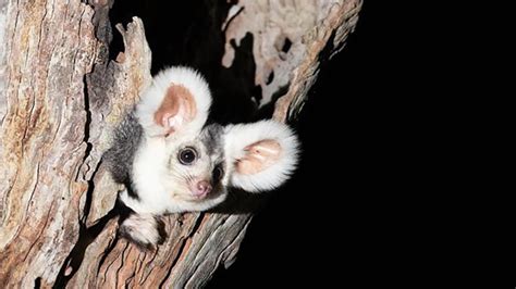 Descubren Dos Nuevas Y Adorables Especies De Marsupiales En Australia