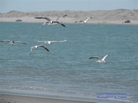 Seagulls On The Rio Negro Estuarygaviotas En El Estuario Del Río Negro