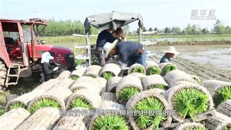 湖南拉开早稻插秧大幕凤凰网视频凤凰网