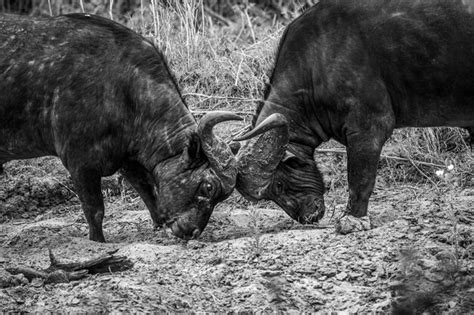 Dos B Falos Africanos Luchando En Blanco Y Negro En El Parque Nacional