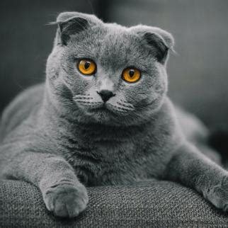 Остеохондродиспплазия шотландских кошек лечение