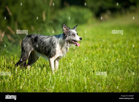 Wet Border Collie Dog After The Swimming Stock Photo Alamy