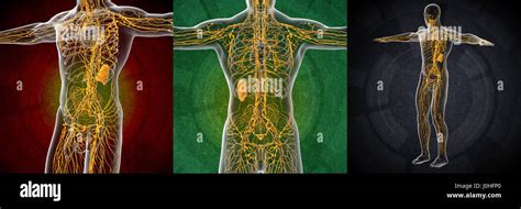 3d Rendering Illustration Of The Male Lymphatic System Stock Photo Alamy
