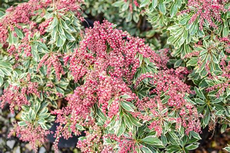 Passion Frost Pieris Plants4home