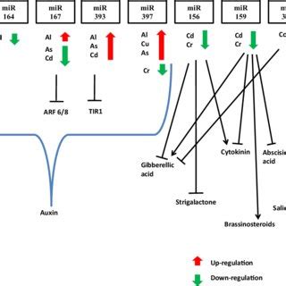 Schematic Representation Showing Interaction Between MiRNAs And