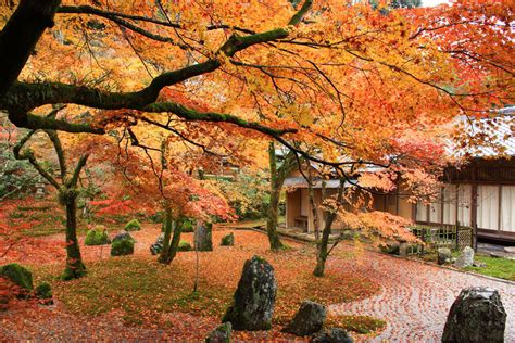 ชมใบไมเปลยนสทวด Komyozenji เมอง Dazaifu ฟกโอกะ DPlus Guide