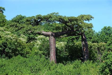 Details 48 árboles En Peligro De Extinción En México Abzlocalmx