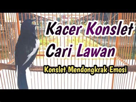 Kacer Gacor Cari Lawan Bikin Emosi Kacer Lain Pancingan Paling Ampuh