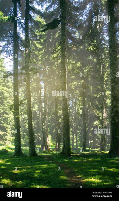 El Camino En El Bosque De Con Feras Iluminados Por El Sol La Pasto