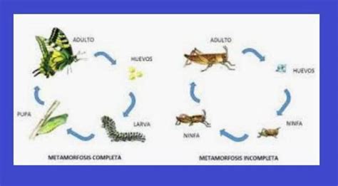 Grafica La Metamorfosis Completa E Incompleta Y Explica Lo Que