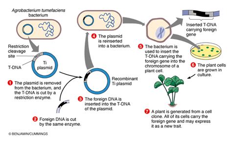 Biotechnology Genetic Engineering Civilsdaily