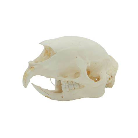 Taxidermy; Skull Old World porcupine - DeMuseumwinkel.com