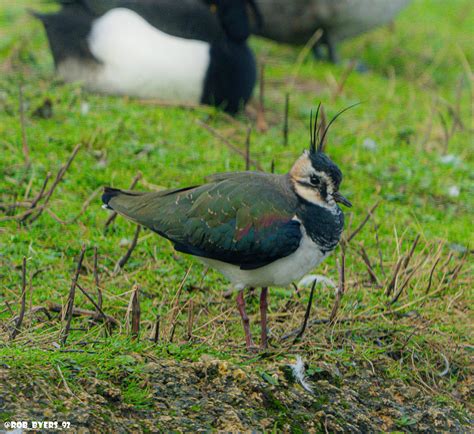 Northern Lapwing WWT Slimbridge Robert Byers Flickr