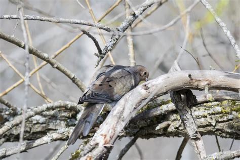 Images Gratuites Branche Hiver Oiseau Faune Printemps Le Bec