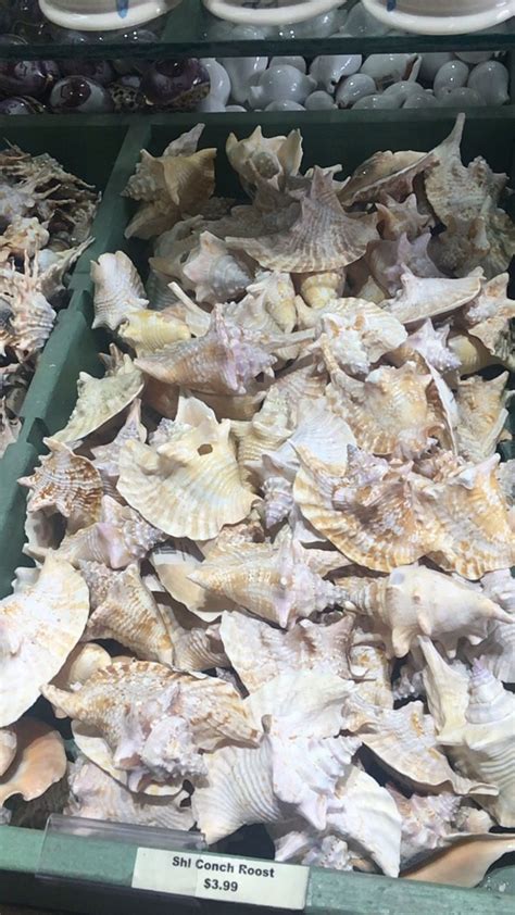 What The Shell Collect Thousands Of Different Shells Sponges