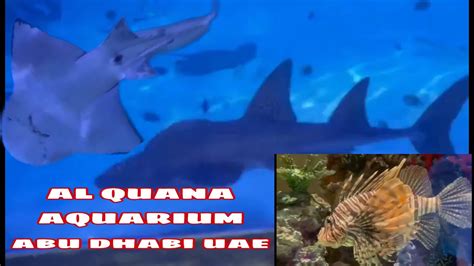 Al Quana Aquarium Abu Dhabi Uae Youtube