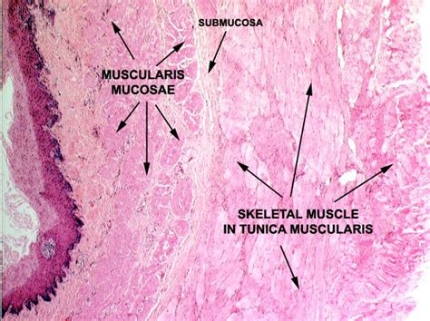 Skeletal Muscle Stomach Anatomy And Physiology