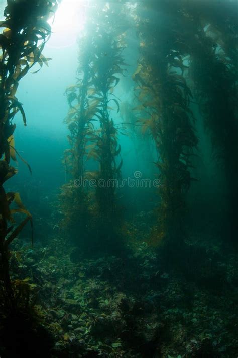 Kelp Forest Growing in California Stock Photo - Image of adventure ...