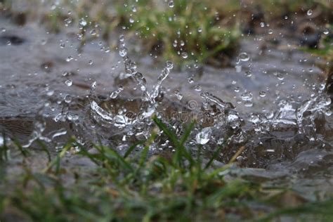 Splashing Rain In The Puddle Stock Image Image Of Close Puddles