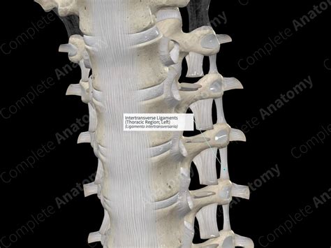 Intertransverse Ligaments (Thoracic Region; Left) | Complete Anatomy