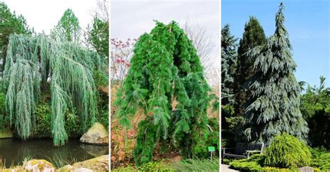 8 Excellent Evergreen Trees That Will Thrive In Usda Zone 7