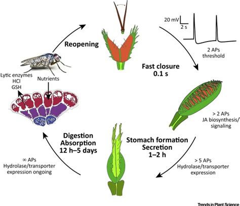 Venus Flytrap How An Excitable Carnivorous Plant Works Trends In