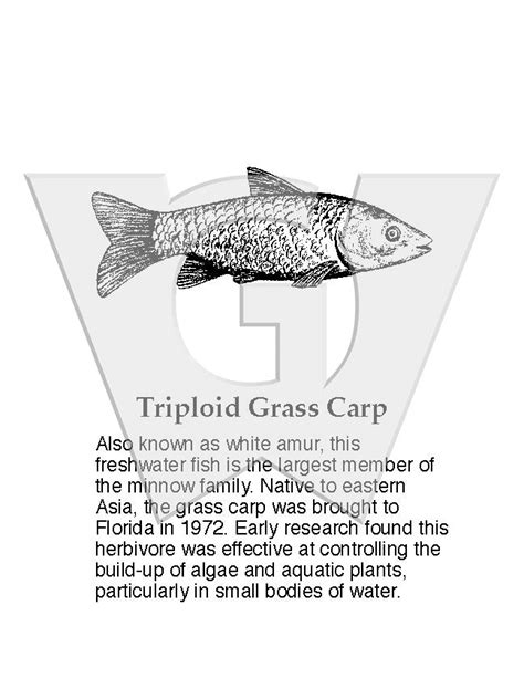 Triploid Grass Carp Wilderness Graphics Inc