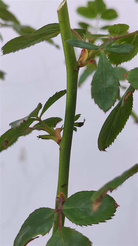 Is that normal to have short shoots like these in rose plants? : Roses