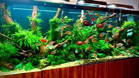 Amazing 500 Gallon Rainbowfish Aquarium Planted Rainbowfish River