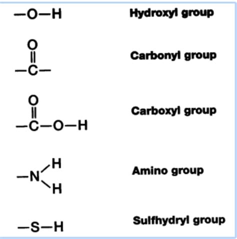 Amino Group And Carboxyl Group