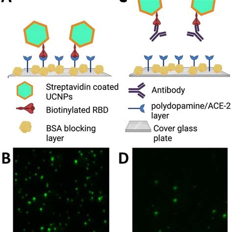 Schematic Illustration Of The Upconversion Based Neutralizing Assay