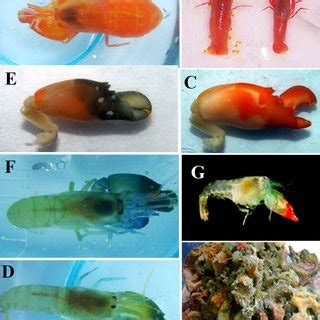 Lámina 12 Especies del complejo Synalpheus brevicarpus presentes en la