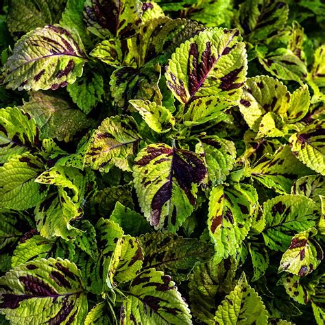 Coleus Folia Mosaic