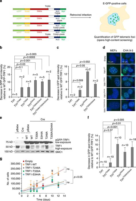 Phosphorylation Of T248 T330 And S344 In Trf1 Stabilizes Trf1