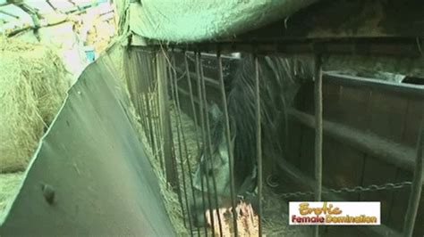 Lesbian Grannies Rub Their P Together In The Stables Mobile